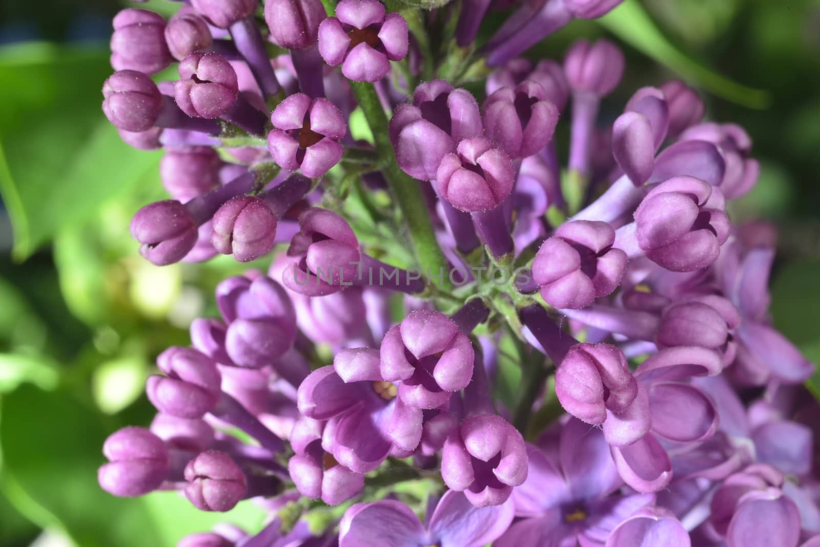 lilac buds (macro zoomed purple lilac flowers)