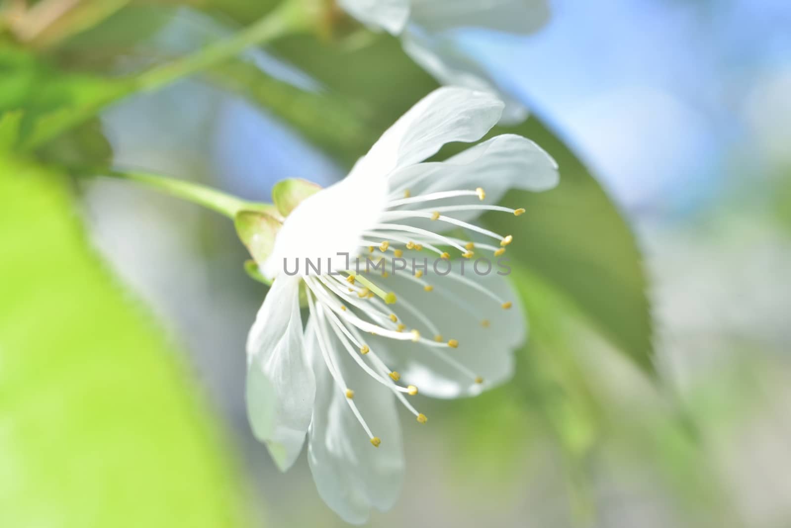 plum white macro spring blossoms with long stamens in garden