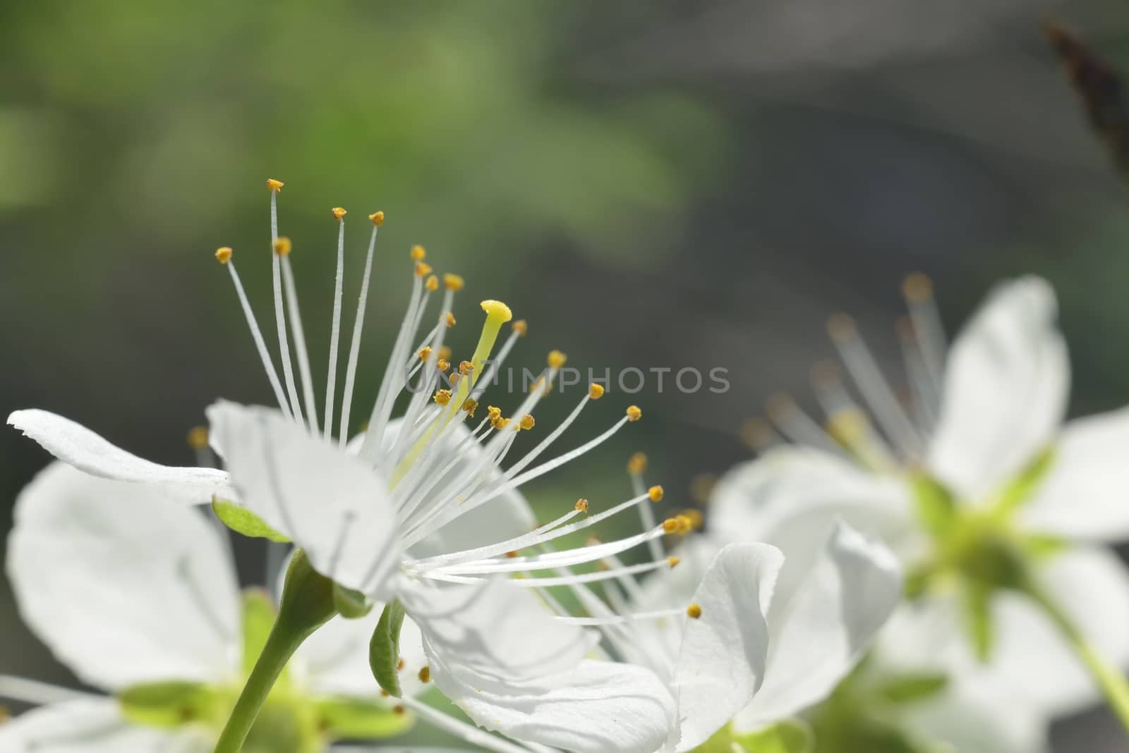 plum white macro spring blossoms with long stamens in garden