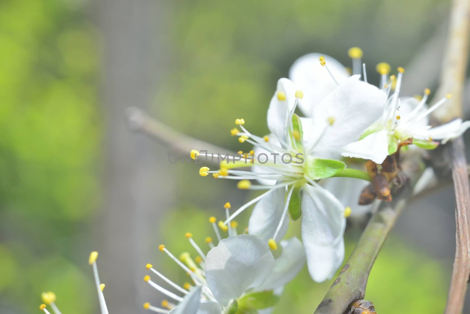 white macro spring blossoms by alexandervedmed