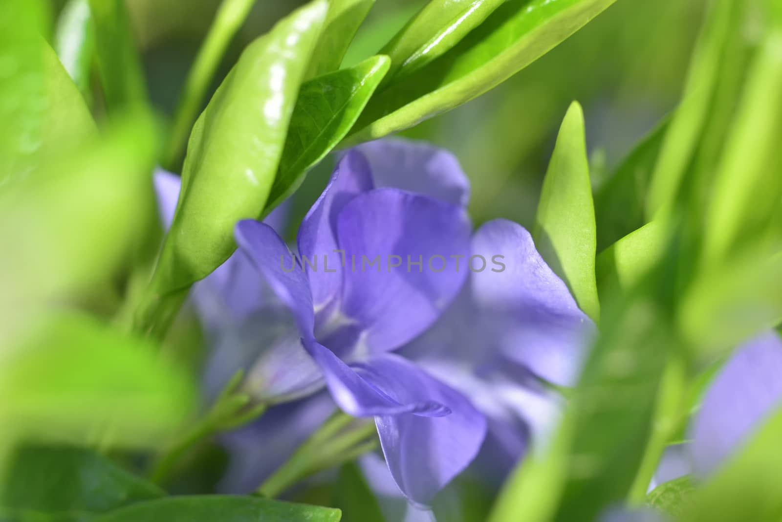 macro zoomed green leaves and purple flowers by alexandervedmed