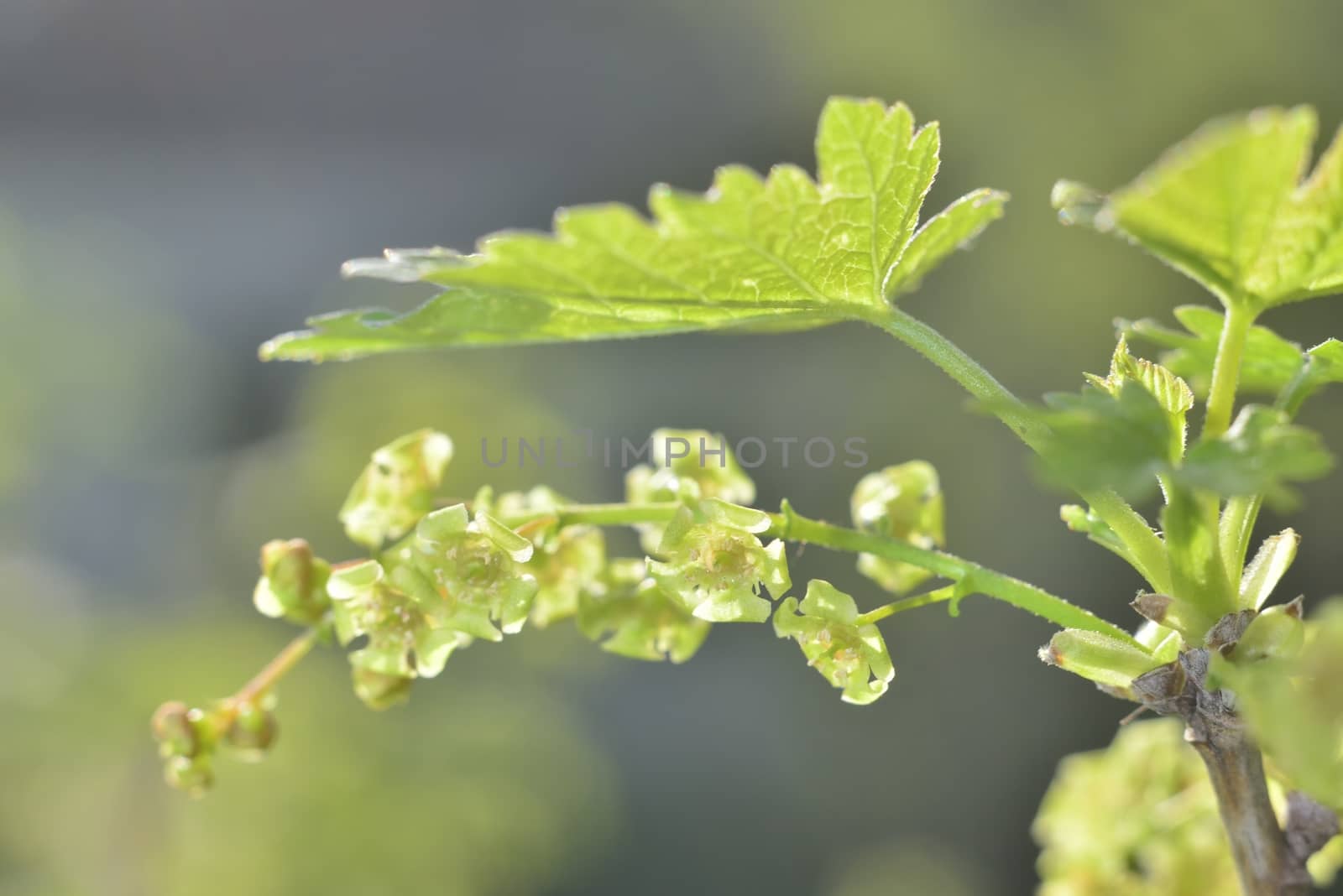 green currant  macro spring blossoms with long stamens in garden