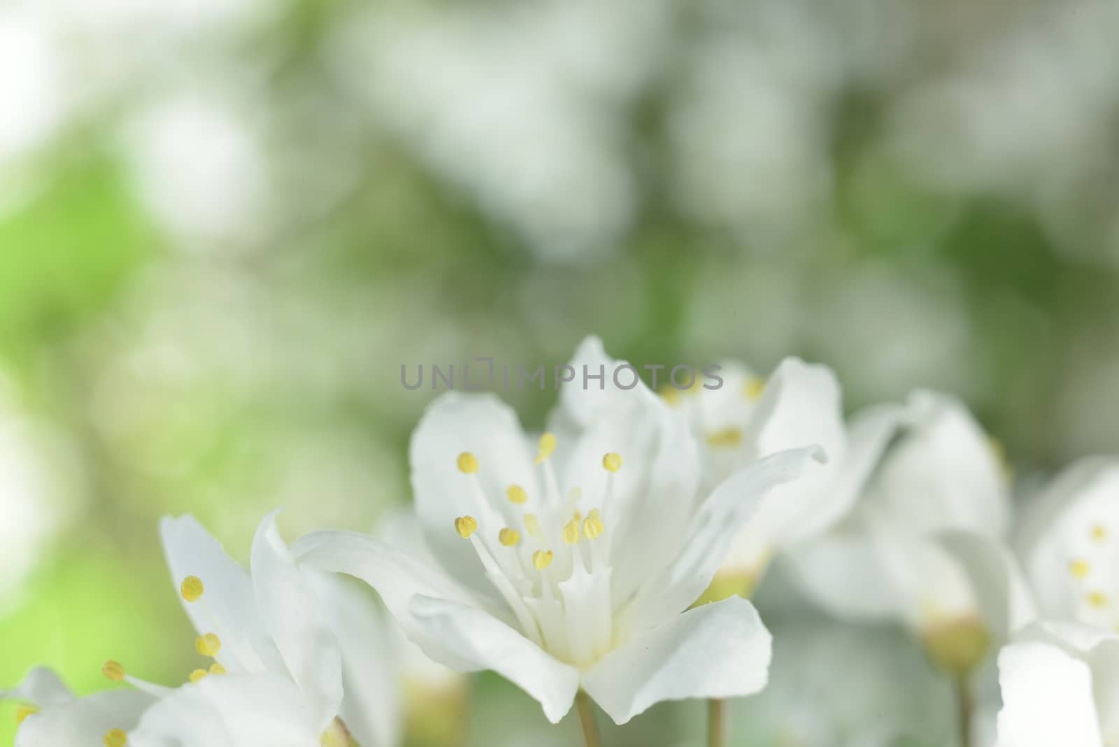 macro zoomed spring white flowers over green