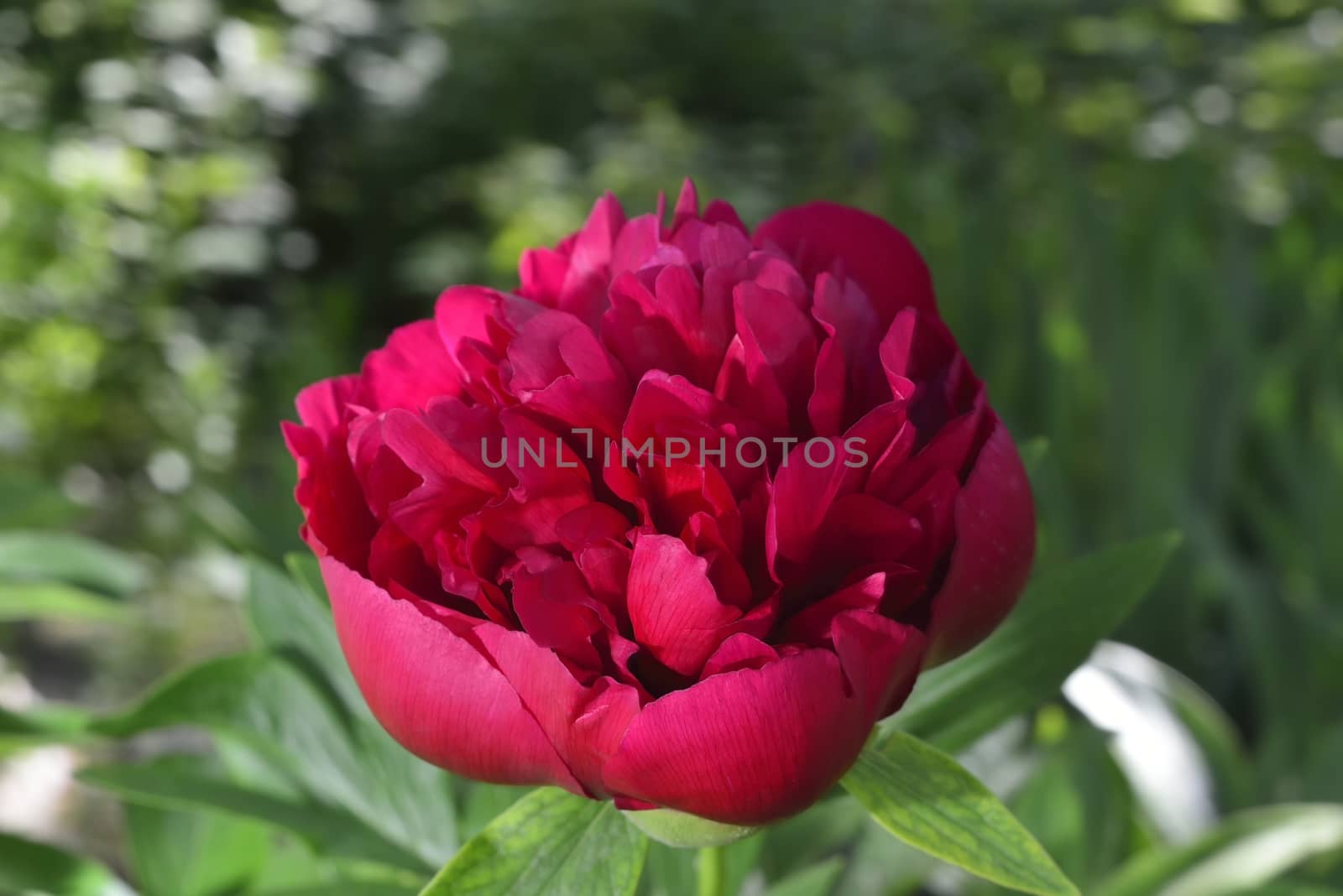 big red peony in garden  (aroma of peony petals )