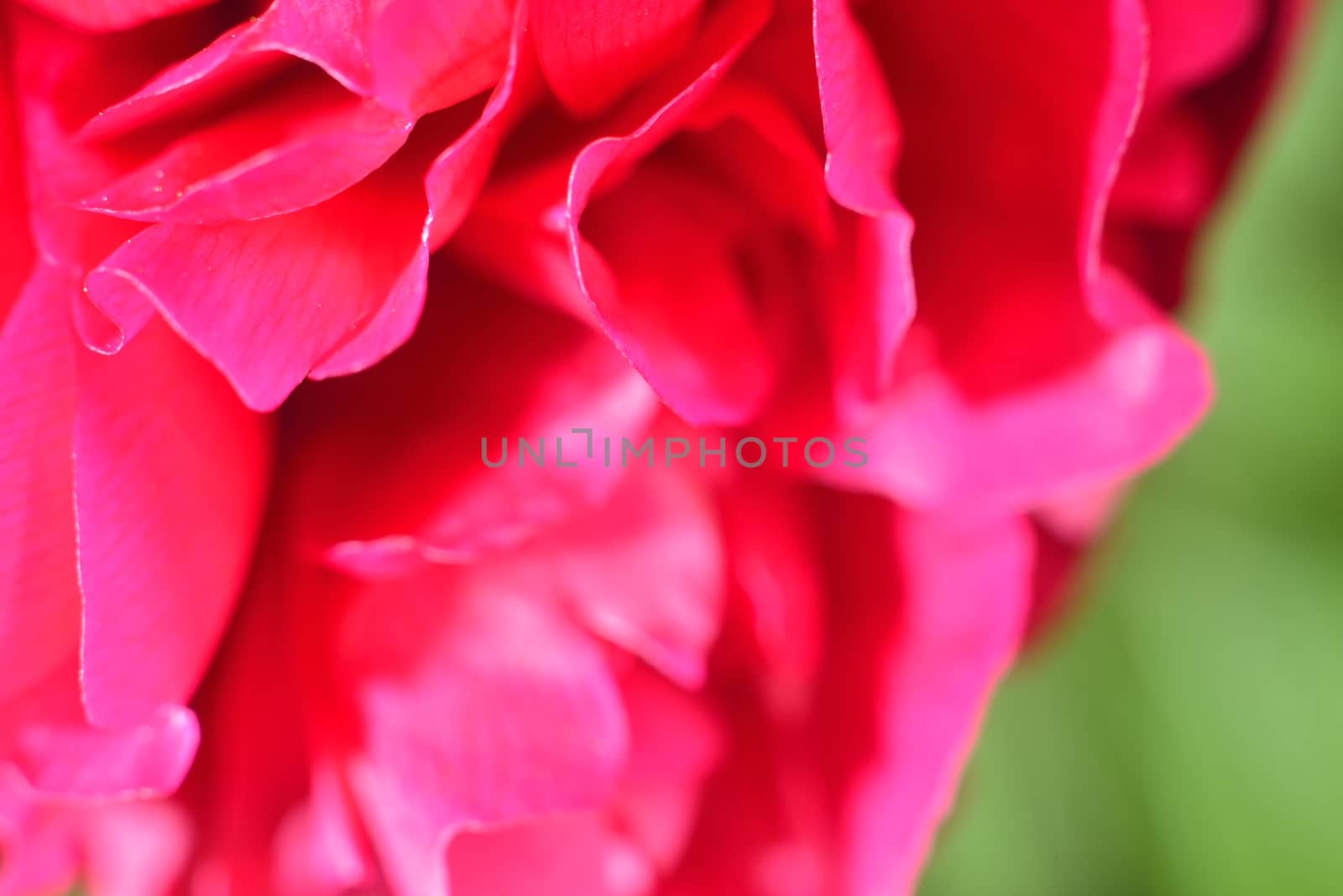 making perfume  (aroma of peony petals )