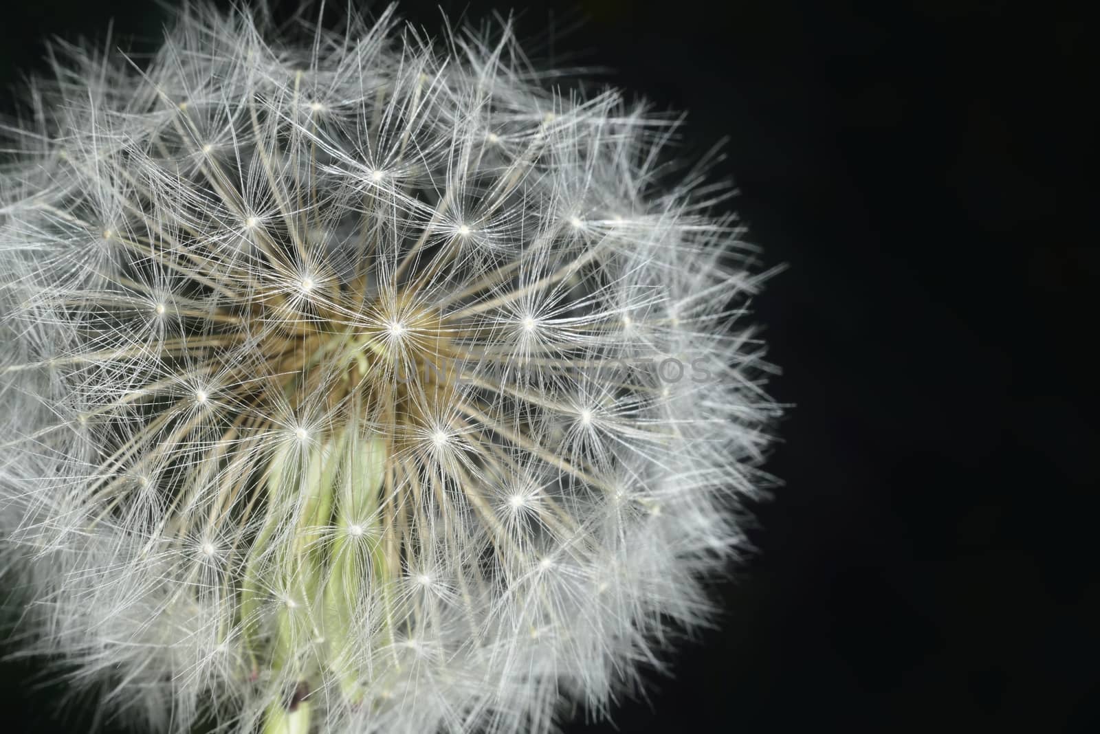 deflorate enlarged Dandelion ( blowball ) with fluff and seeds over black