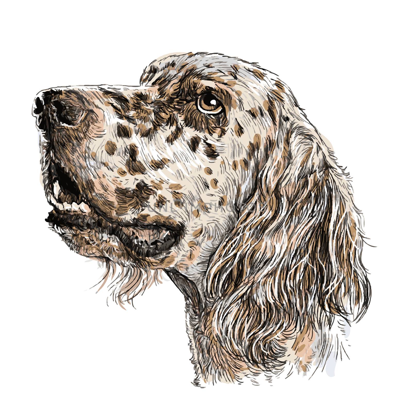 English setter  by simpleBE
