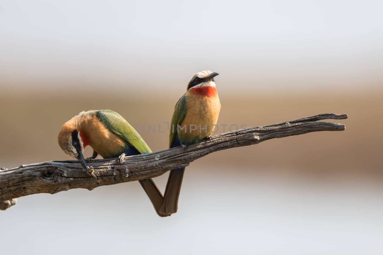 Two Bee-Eaters by marcrossmann