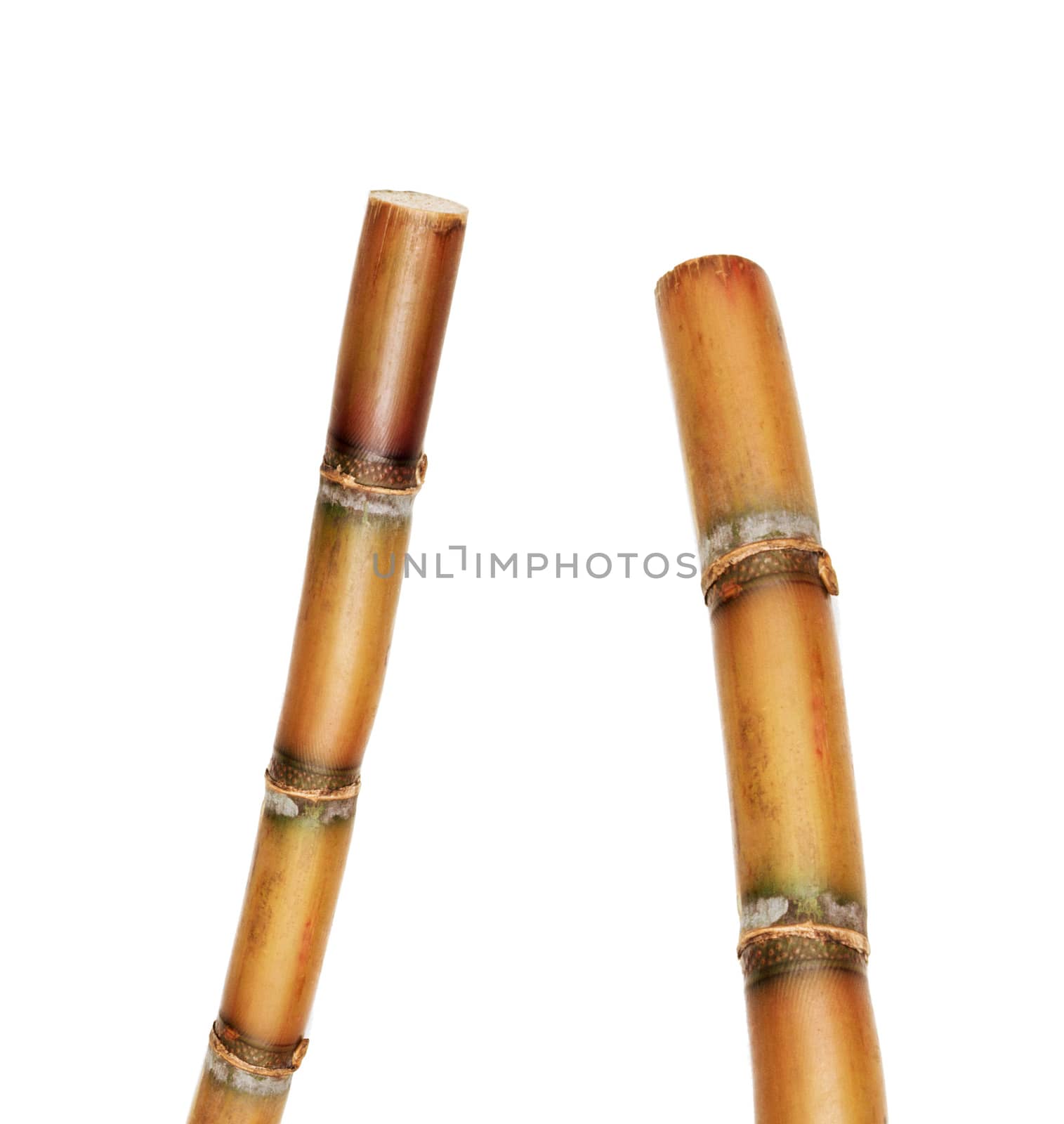 bamboos isolated on white