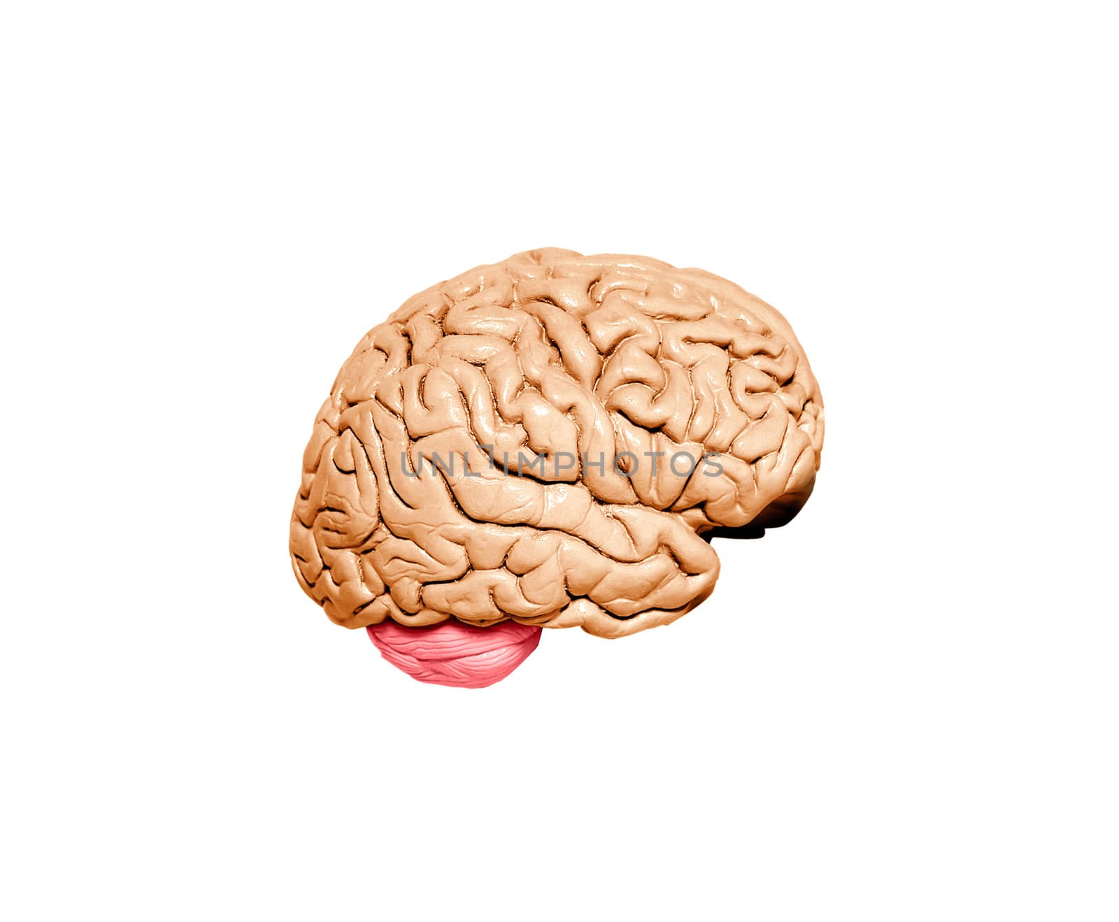 Human brain model on white background