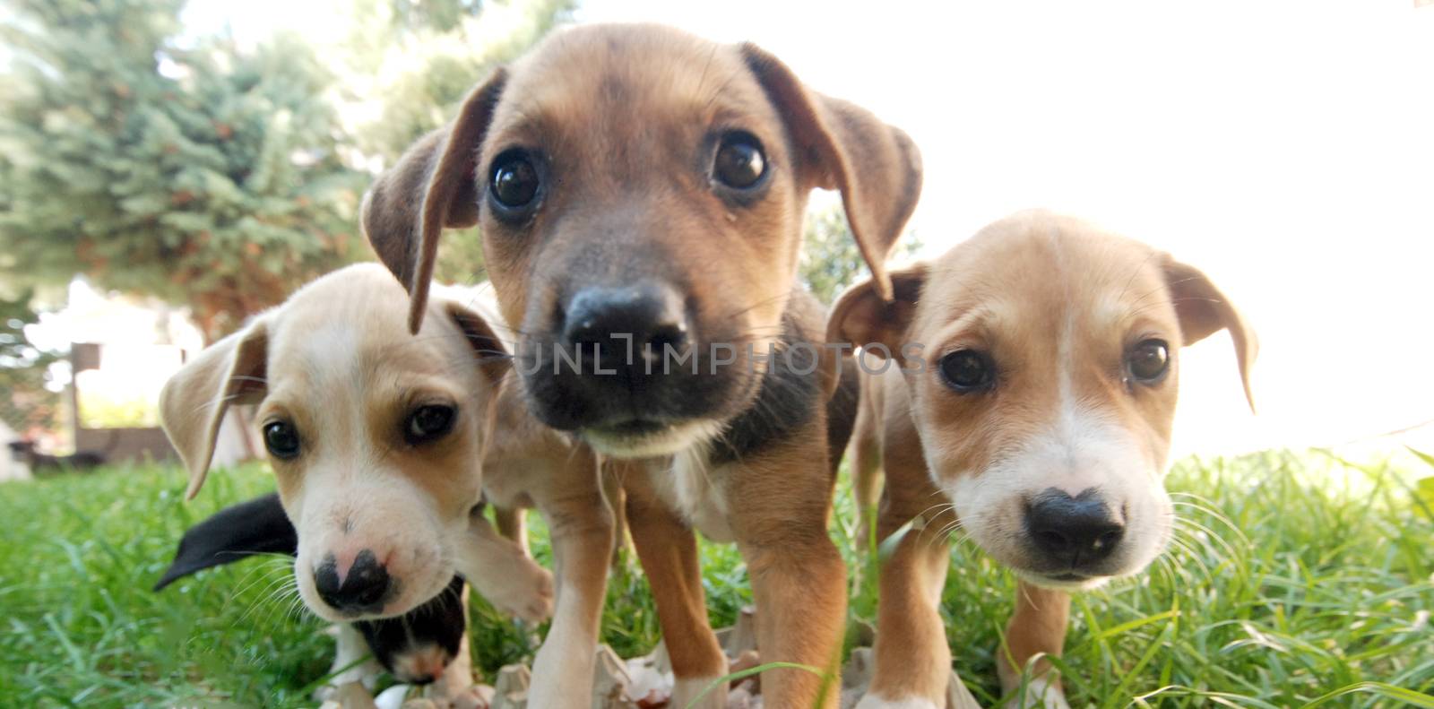 Pictrure of a Cute puppies. Pet and animal theme