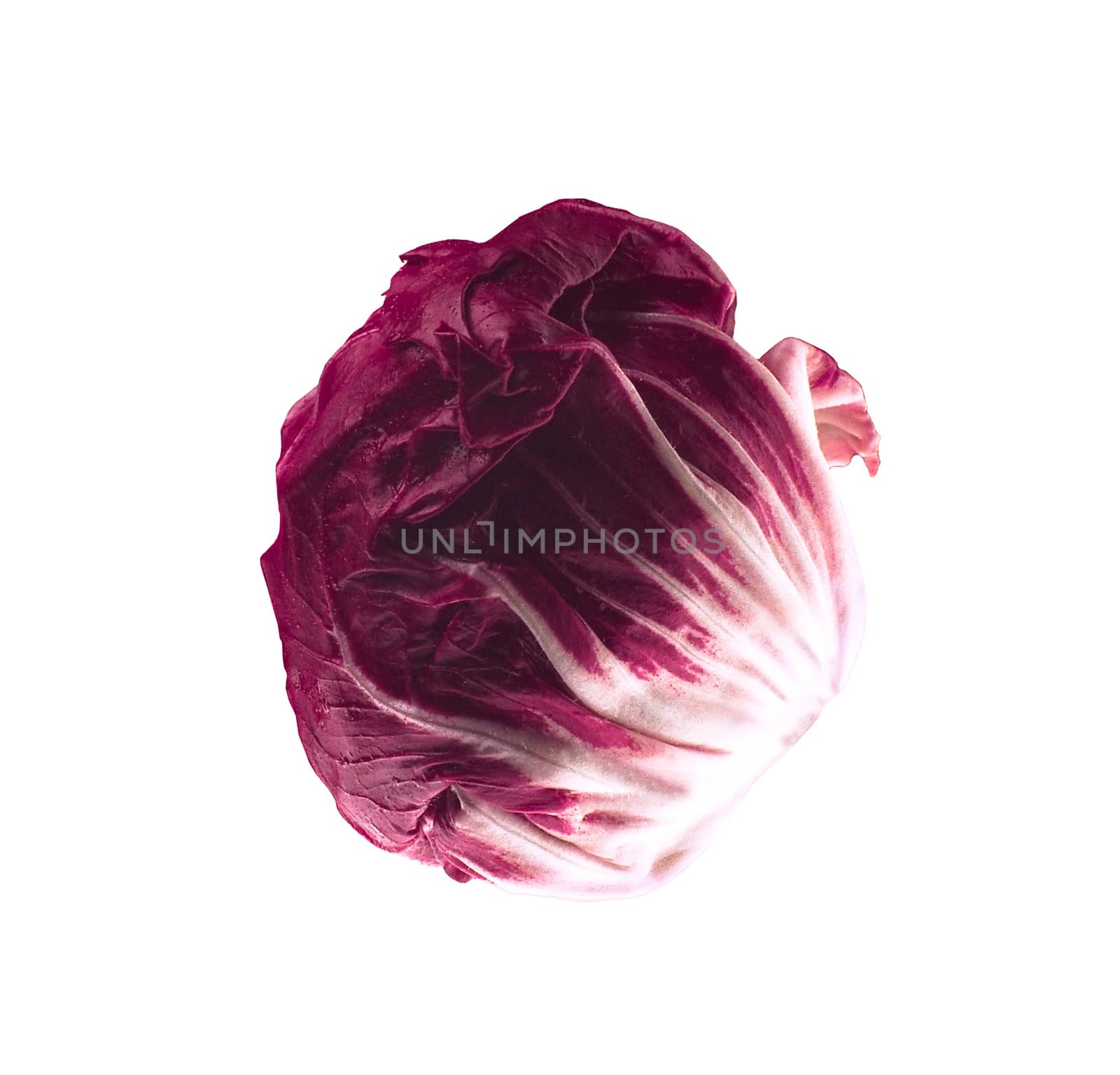 fresh red cabbage on a white background