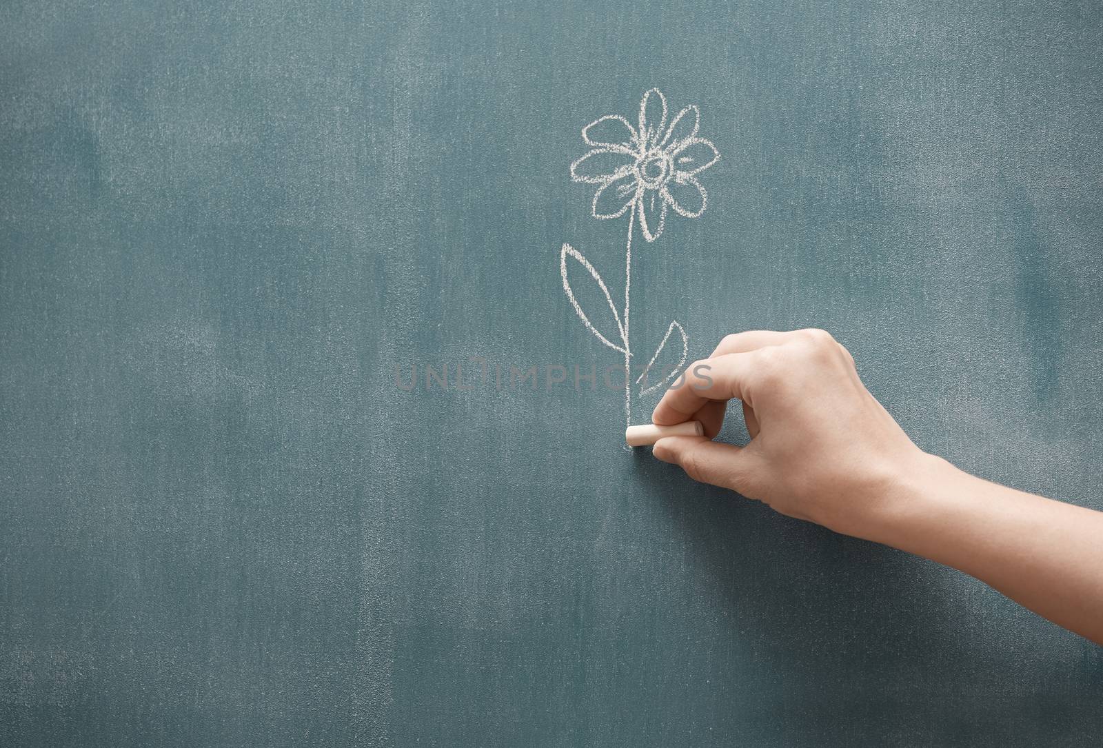 Human hand holding single flower drawn on a blackboard