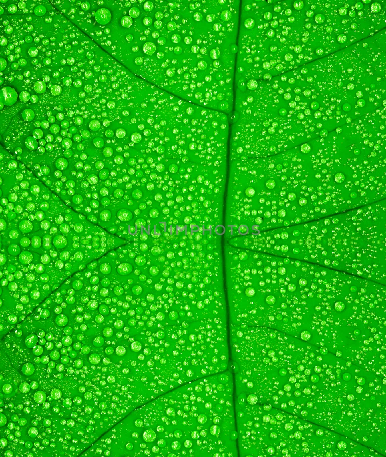 Green leaf with drops of water