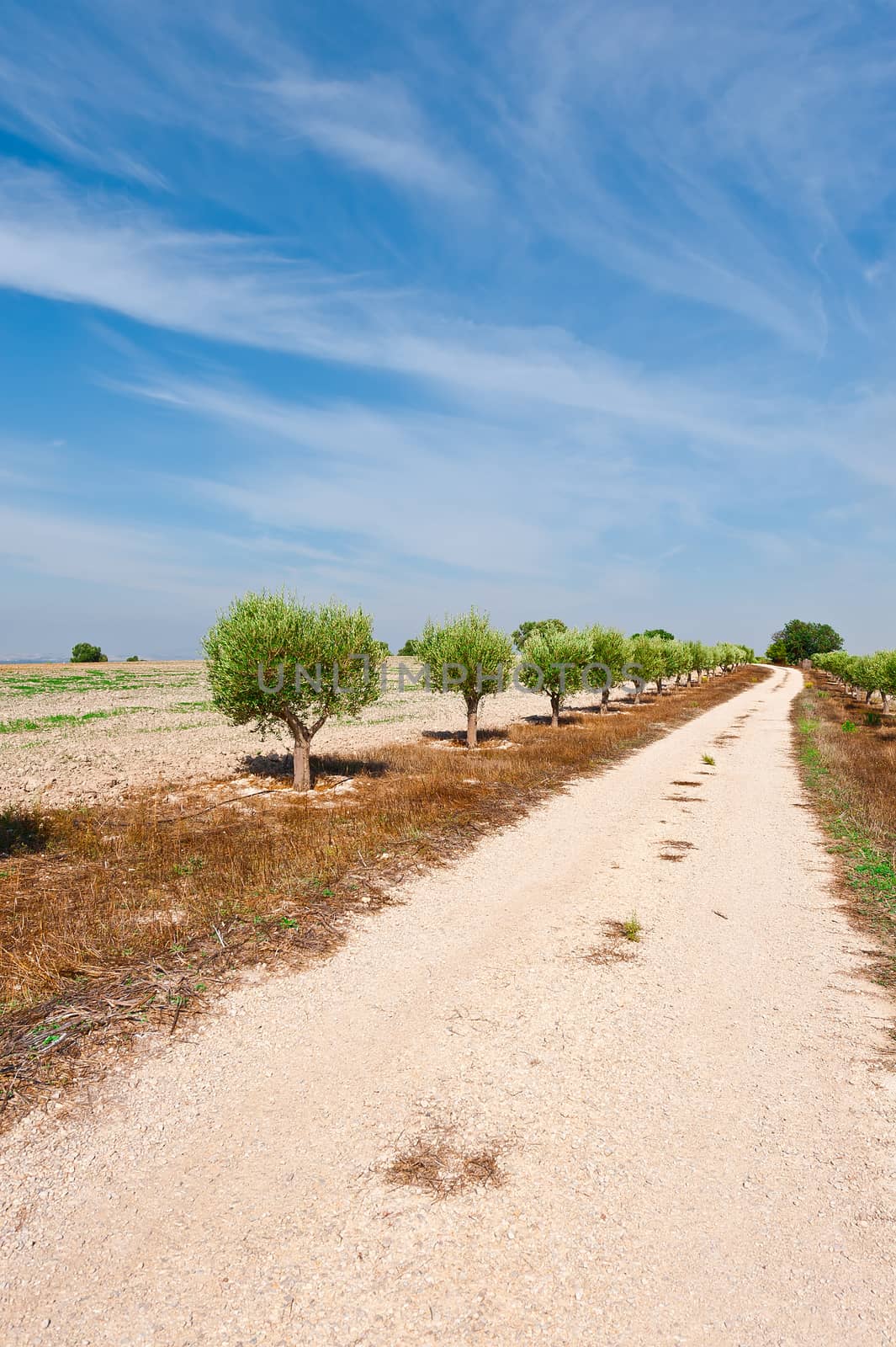 Olive Alley Between the Plowed Fields in Spain