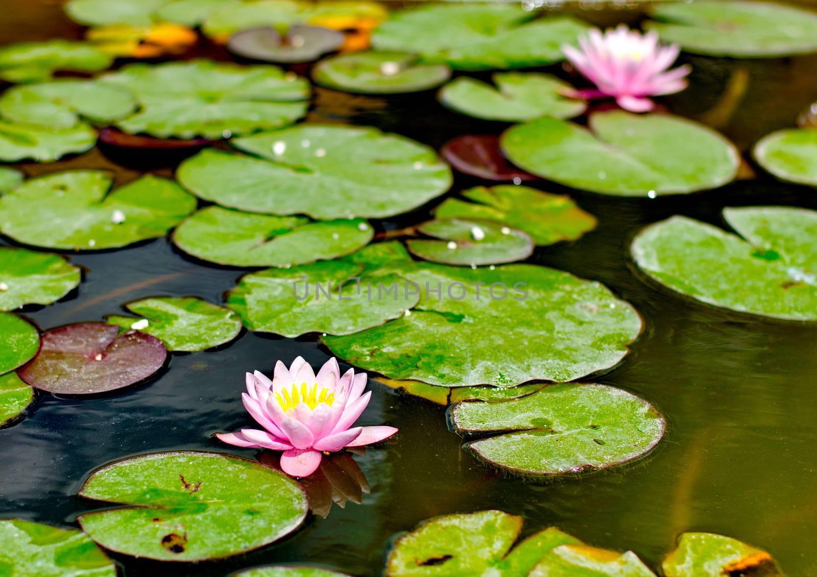 Purple water lilly