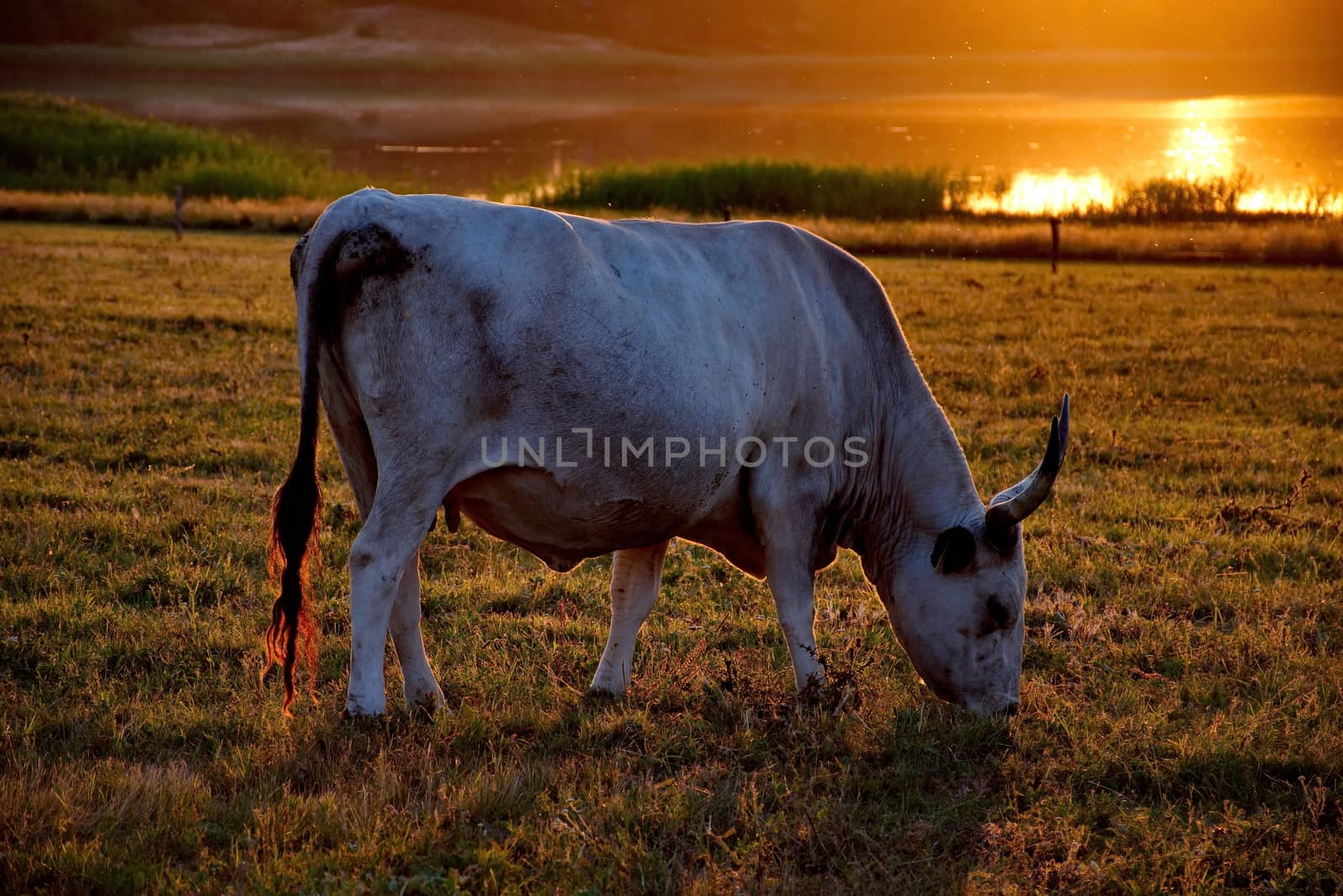 White cow with big horns in the sunset