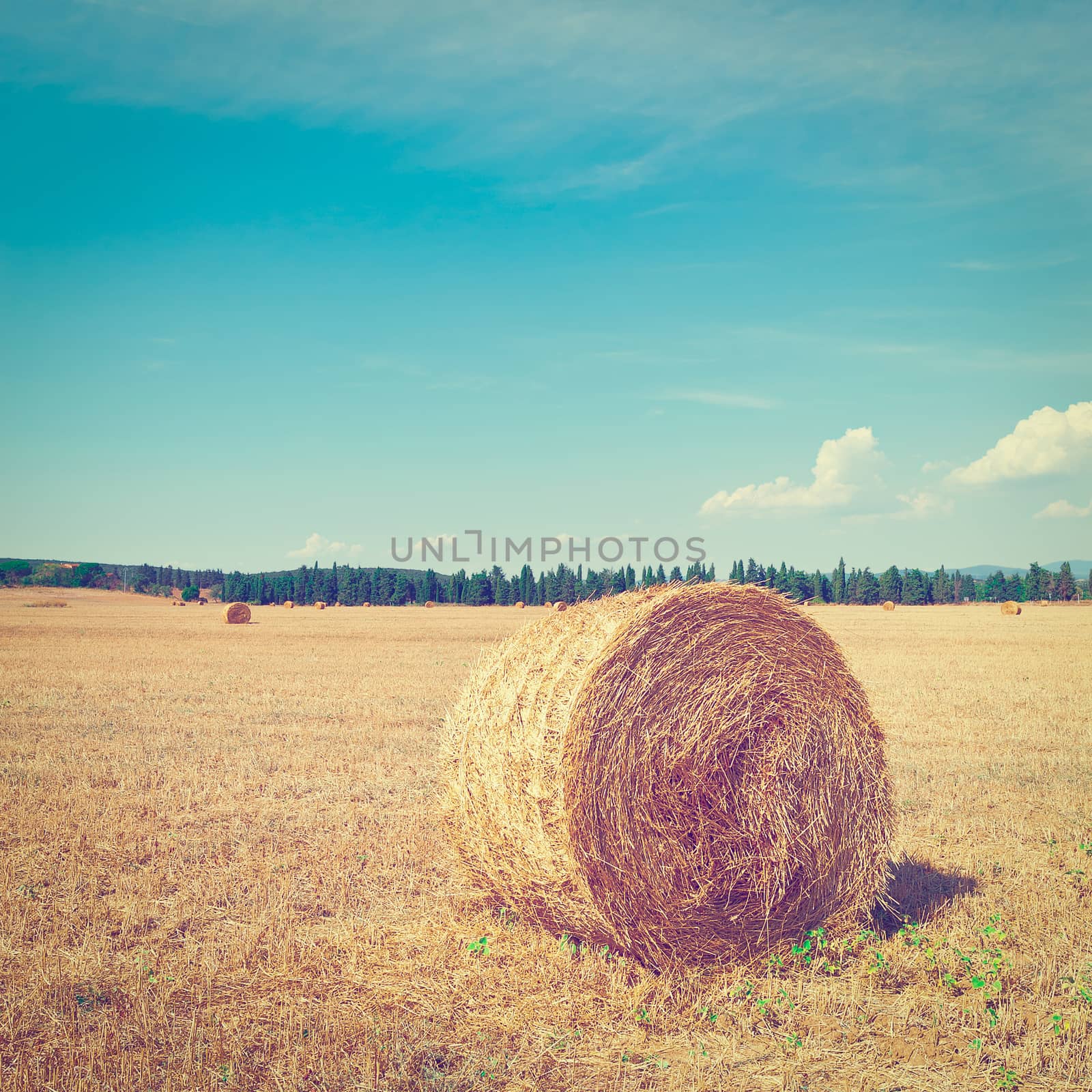 Tuscany Landscape with Many Hay Bales on the Background of Forest in Italy, Instagram Effect