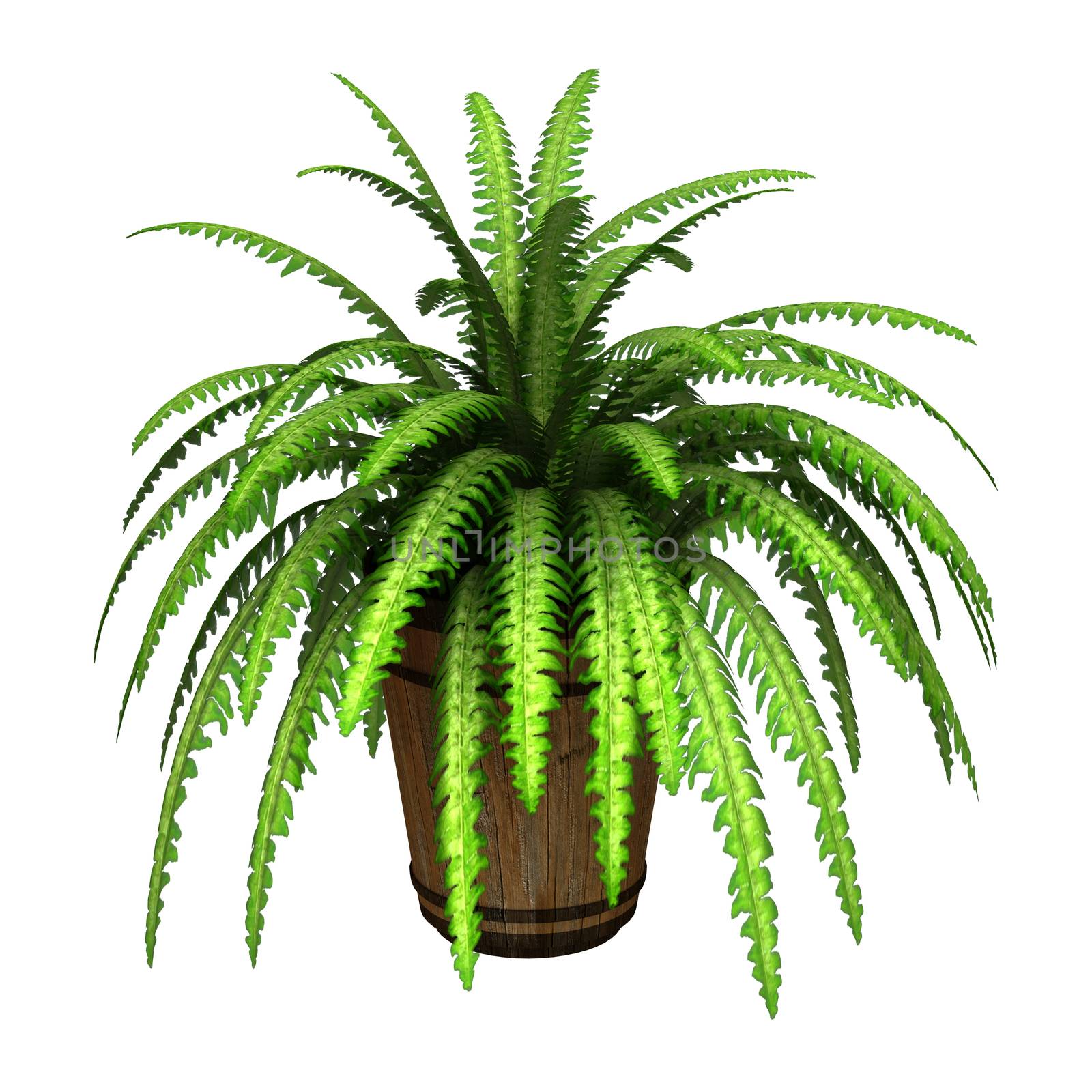 3D digital render of a green boston fern in a flower pot isolated on white background