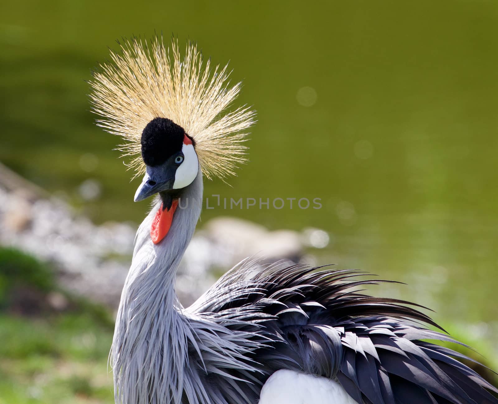 Very beautiful bird East African Crowned Crane 