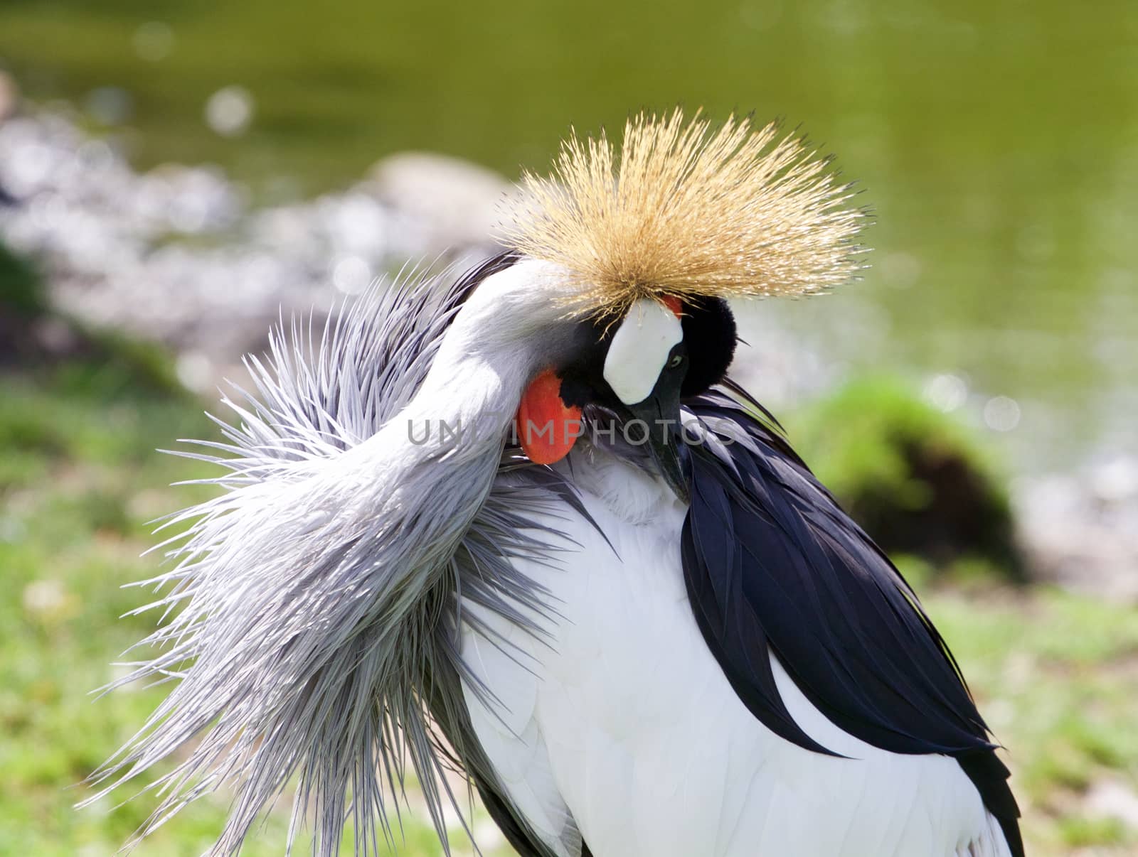 East African Crowned Crane has found something in his plumage by teo