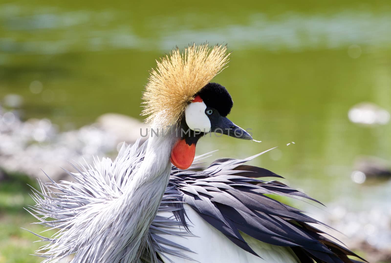 Beautiful bird East African Crowned Crane is cleaning his feathers