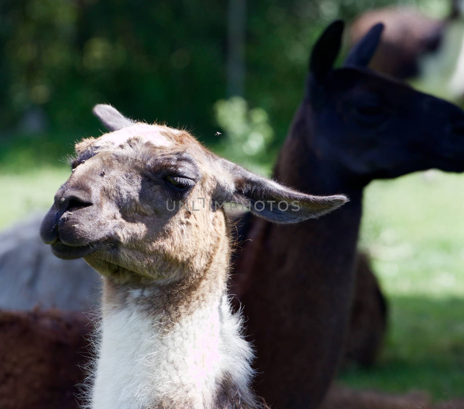 The portrait of the funny beautiful llama