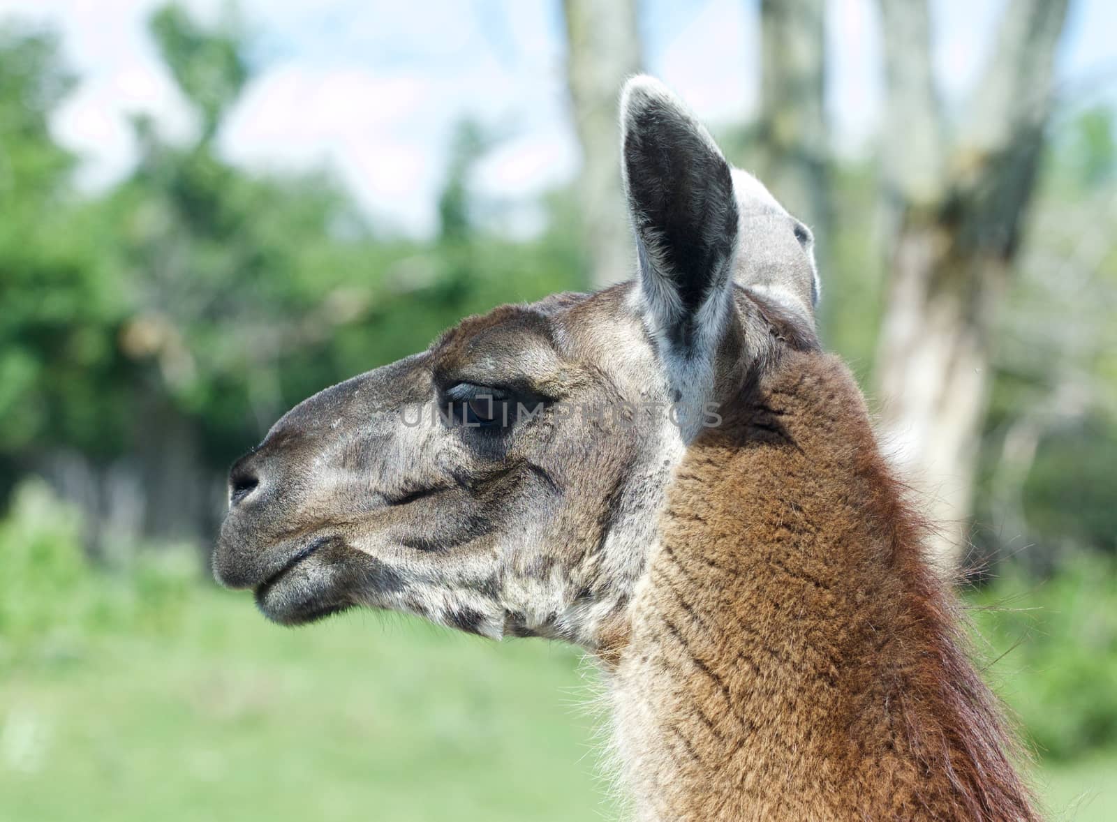 The portrait of the suspicious lama by teo