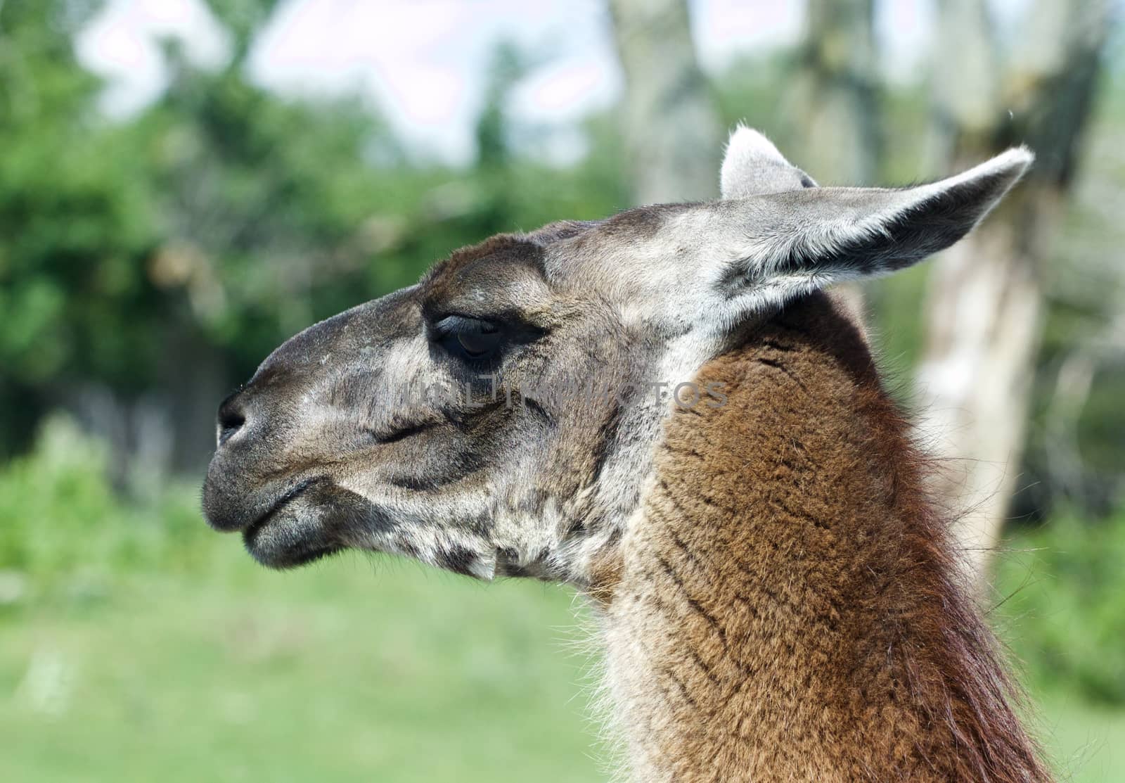 The portrait of the beautiful thoughtful llama