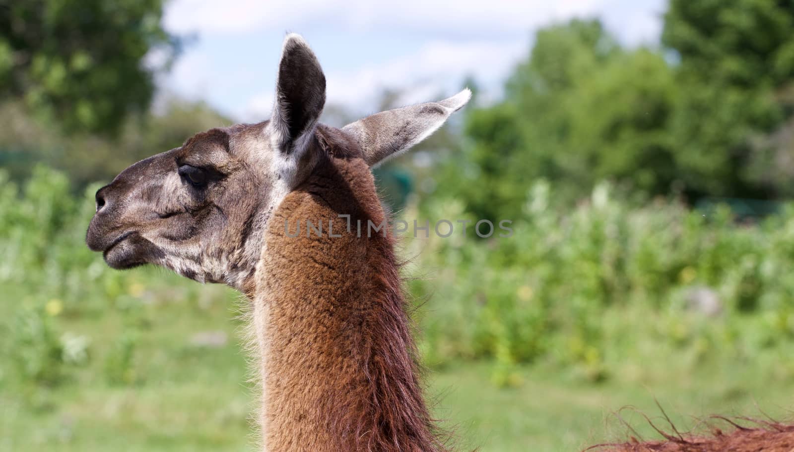 The close-up of the beautiful thoughtful llama on the grass field