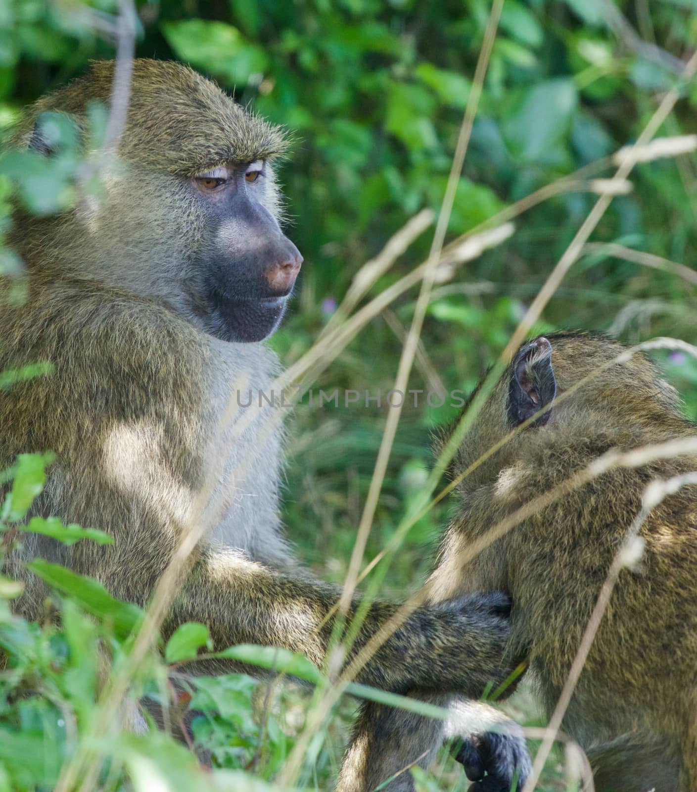 The helping from the baboons by teo