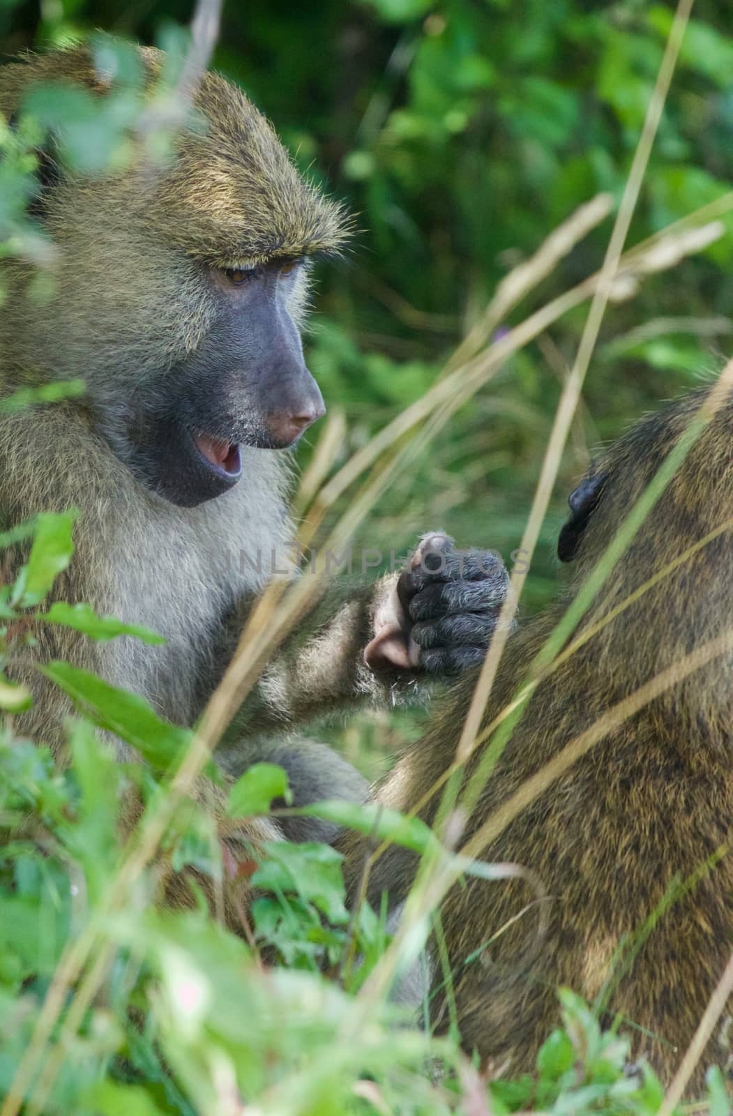 The surprised monkey funny close-up by teo