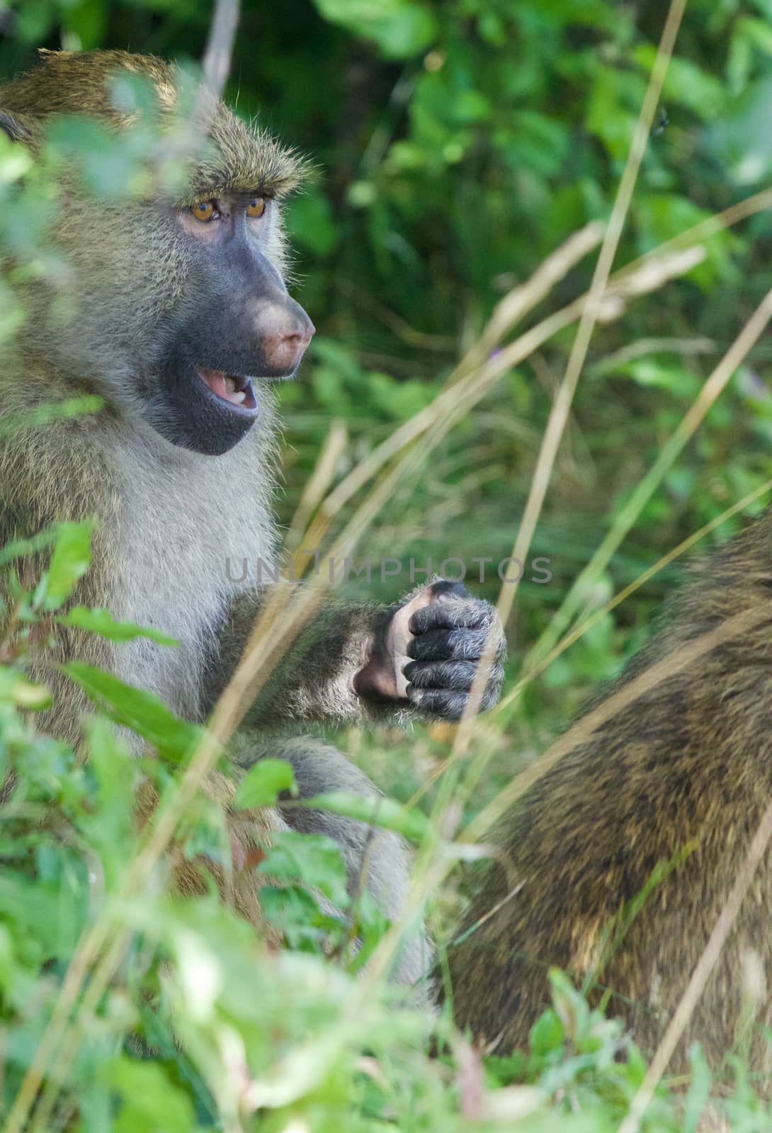 The interesting reaction of a baboon