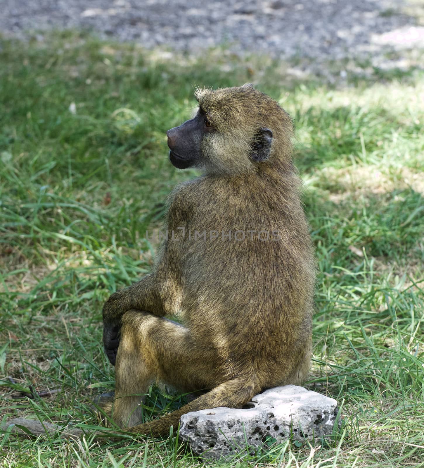 The funny baboon is sitting on the rock by teo