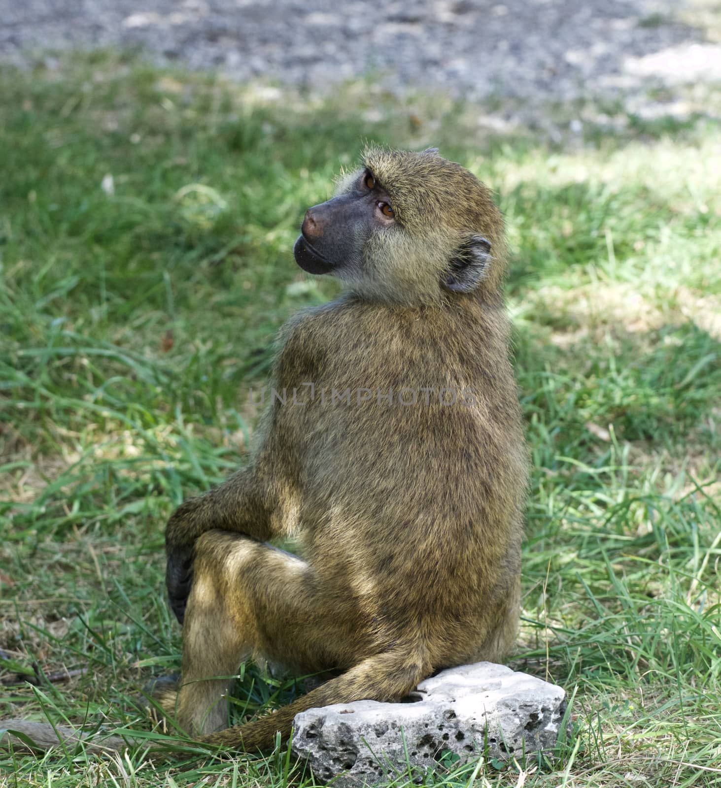 The funny baboon is turning back by teo