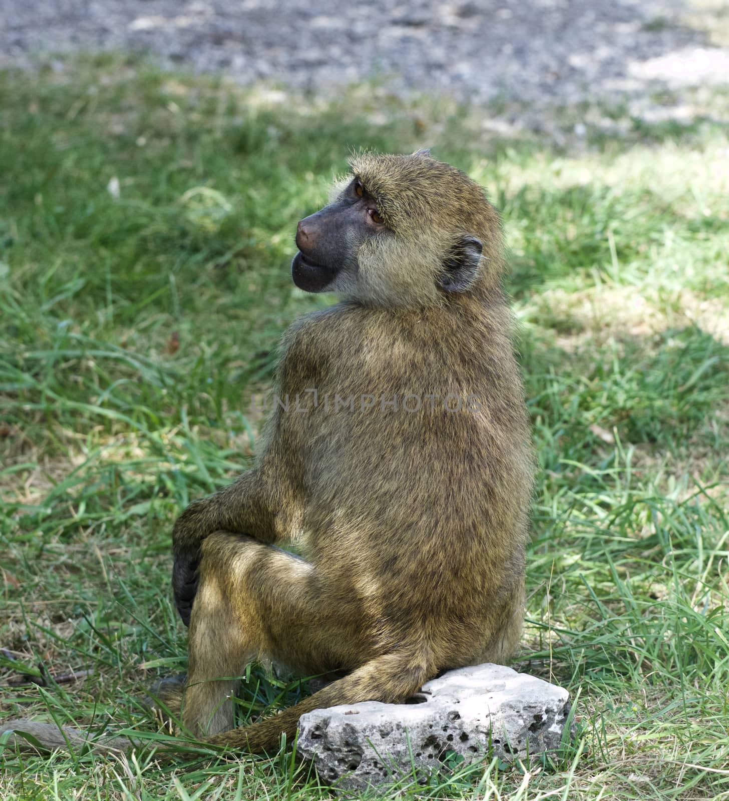 The funny monkey is sitting on the rock by teo