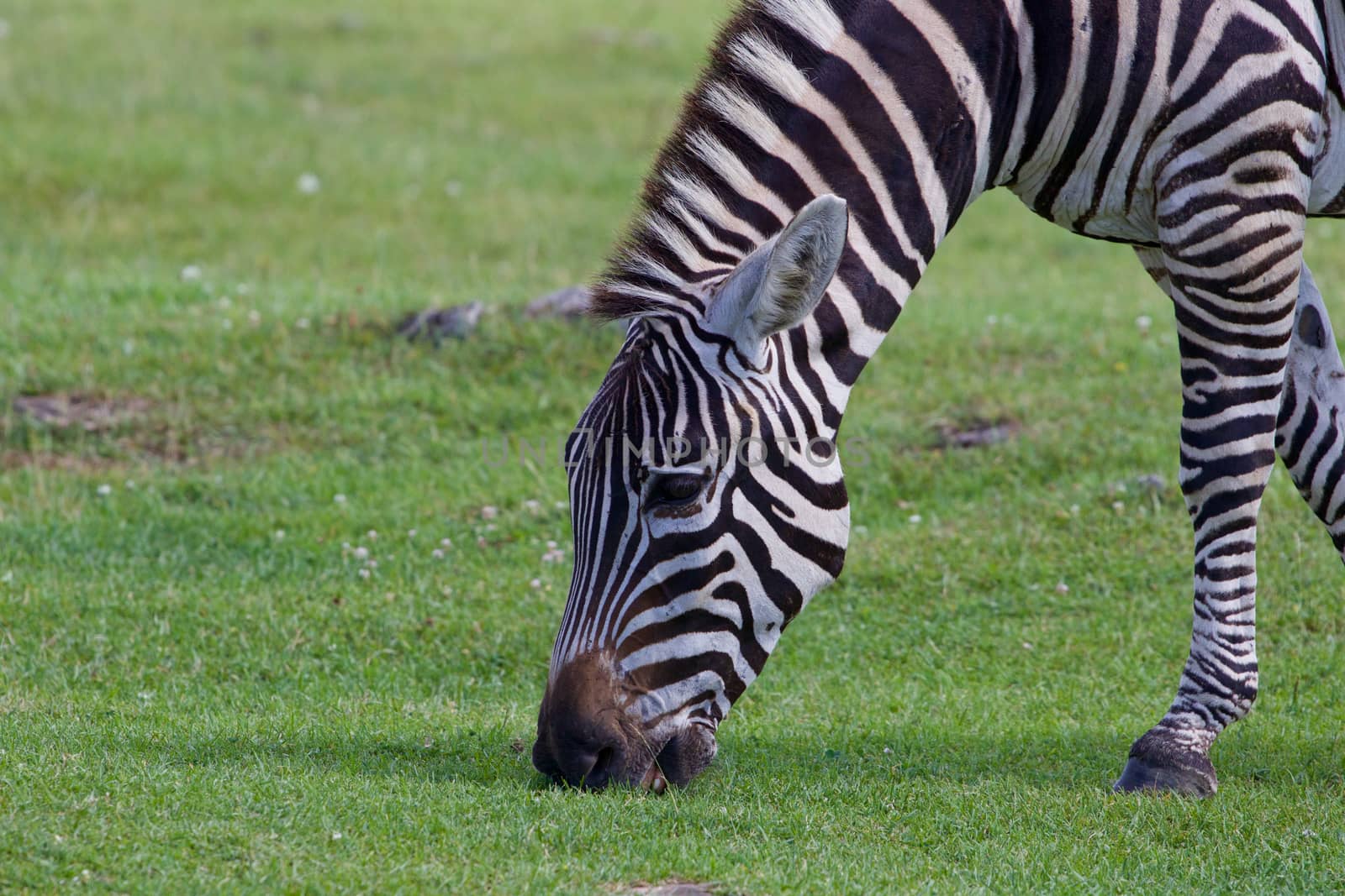 The portrait of a zebra eating the grass