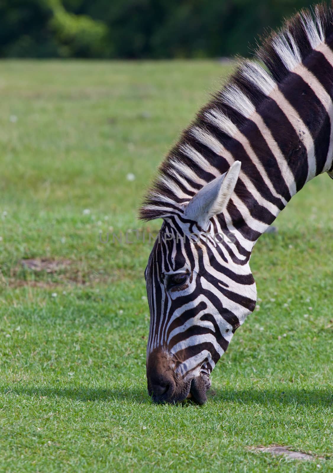 Zebra's portrait with the grass background