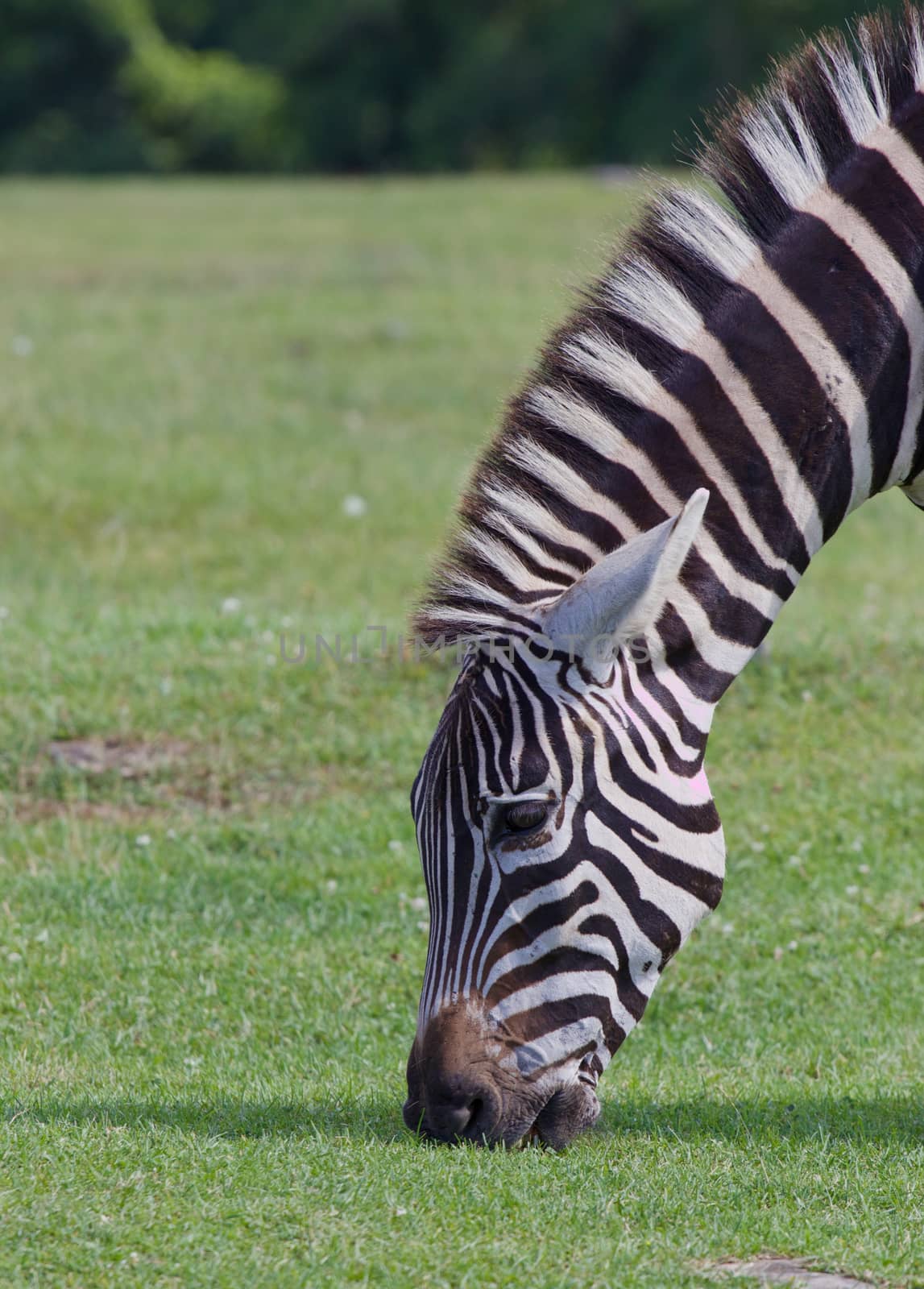 The zebra eating the grass by teo