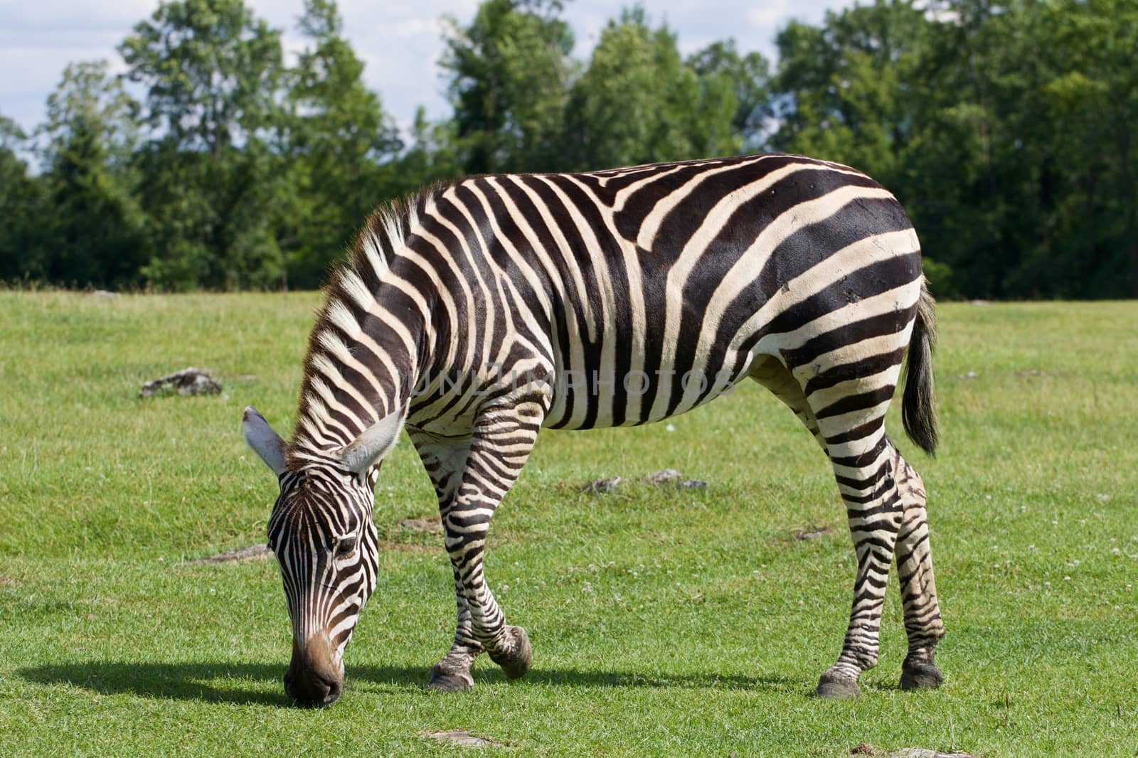 Zebra is going through the grass field by teo