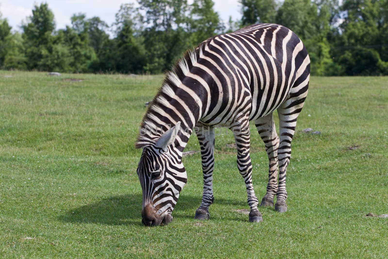 Beautiful zebra on the sunny day