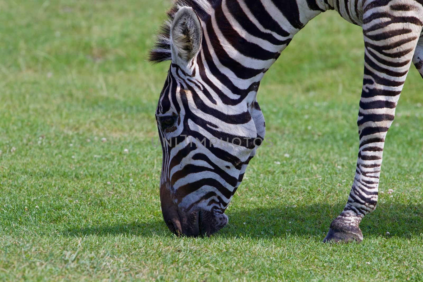 The zebra is eating the grass