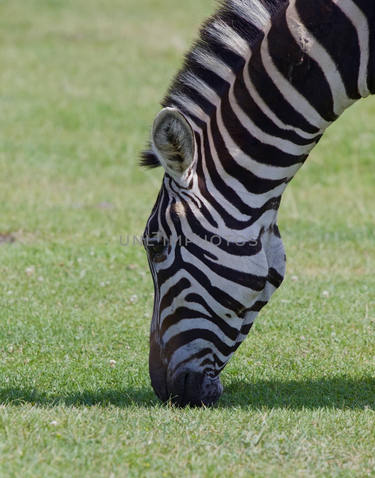 Beautiful zebra's head