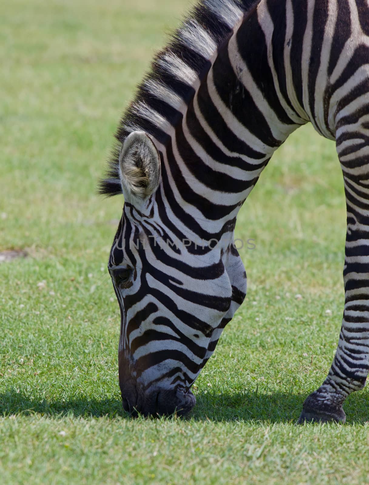 Zebra on the field by teo