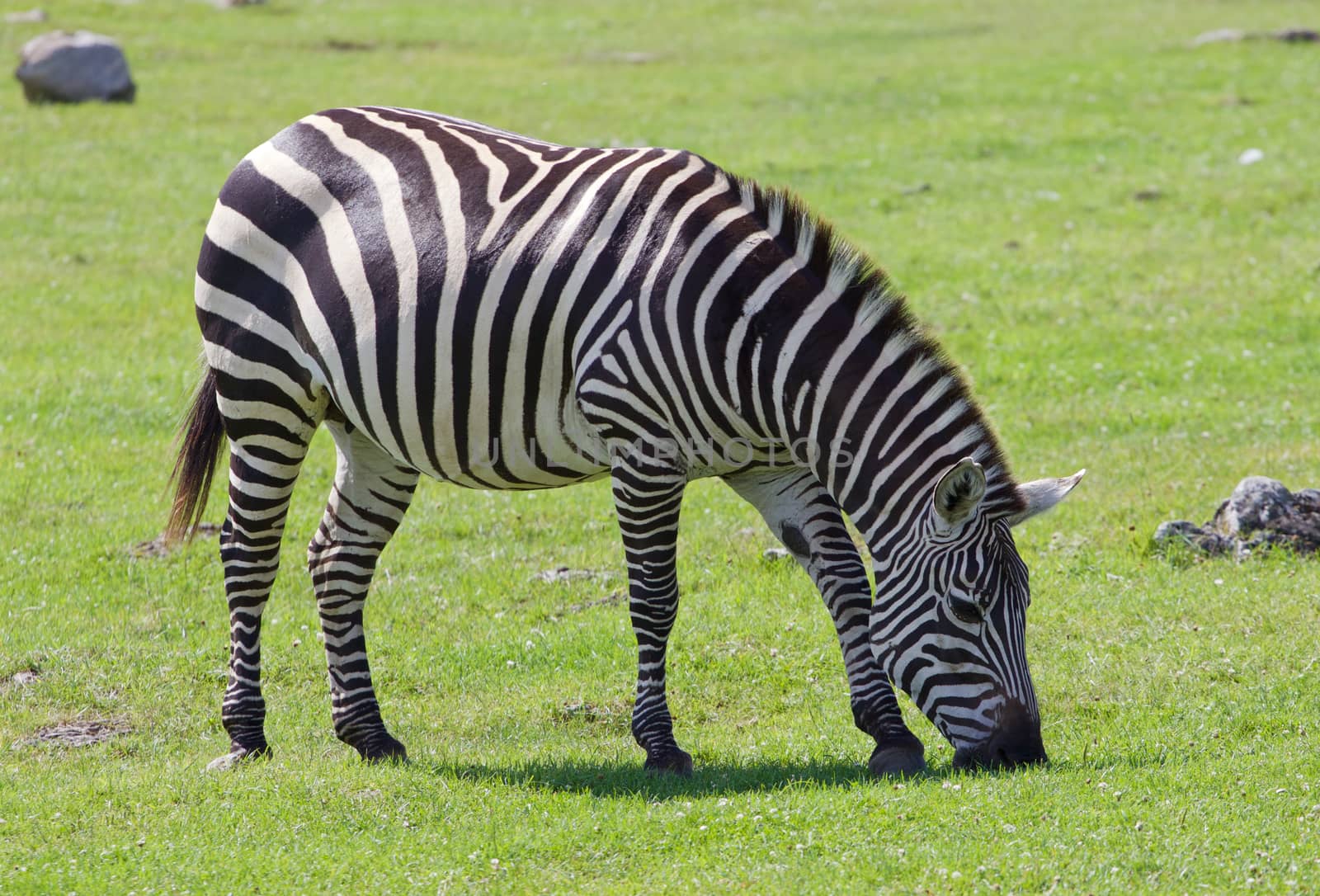 Beautiful background with the zebra on the grass field