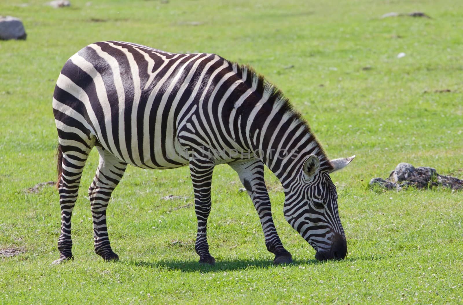 Beautiful zebra on the field