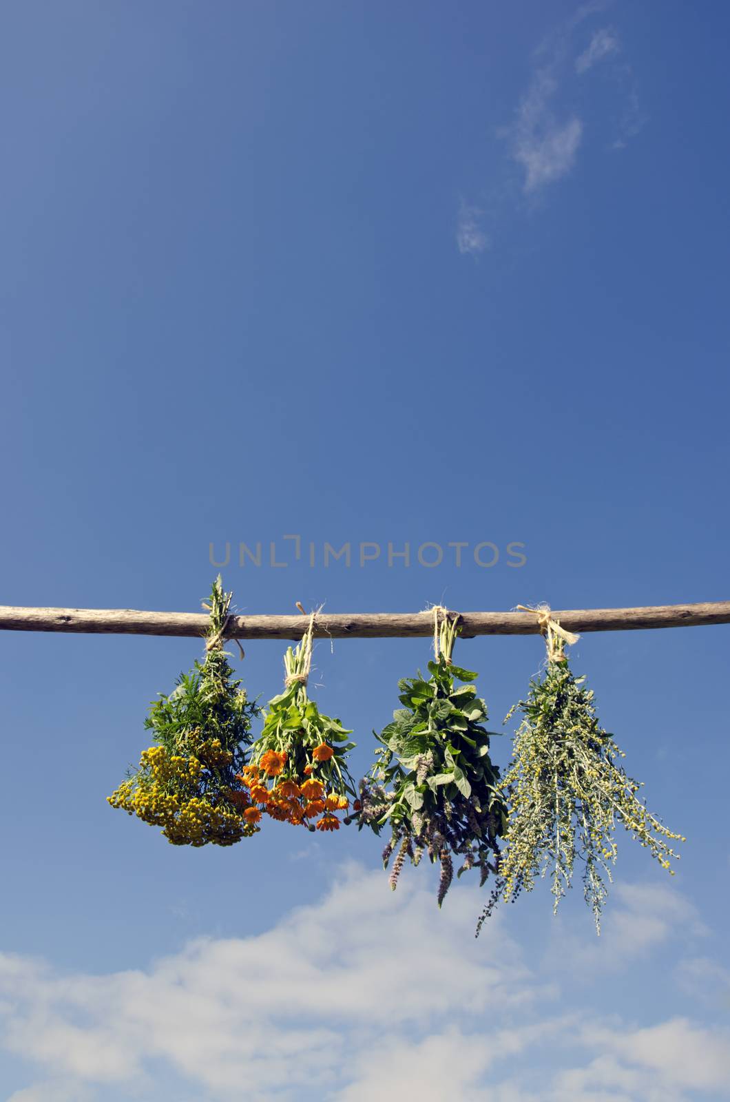 Mix various medical herbs bunch hanged to dry