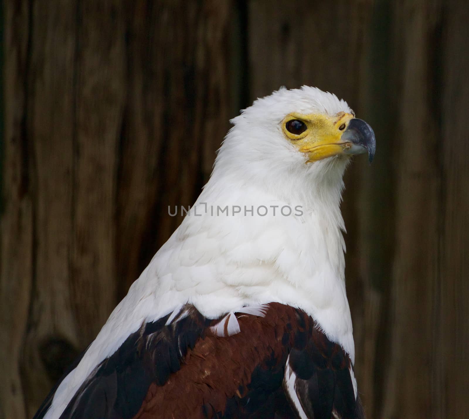 African Fish Eagle close-up by teo