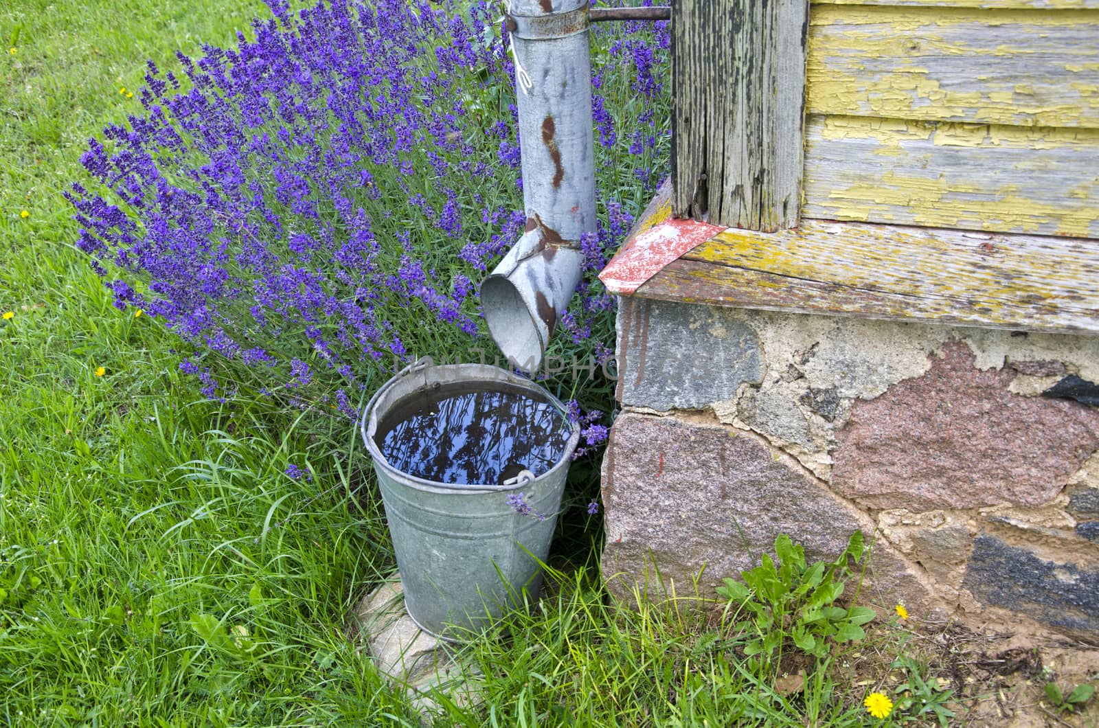 Rainwater collected in a bucket by the building with lavender flowers growing