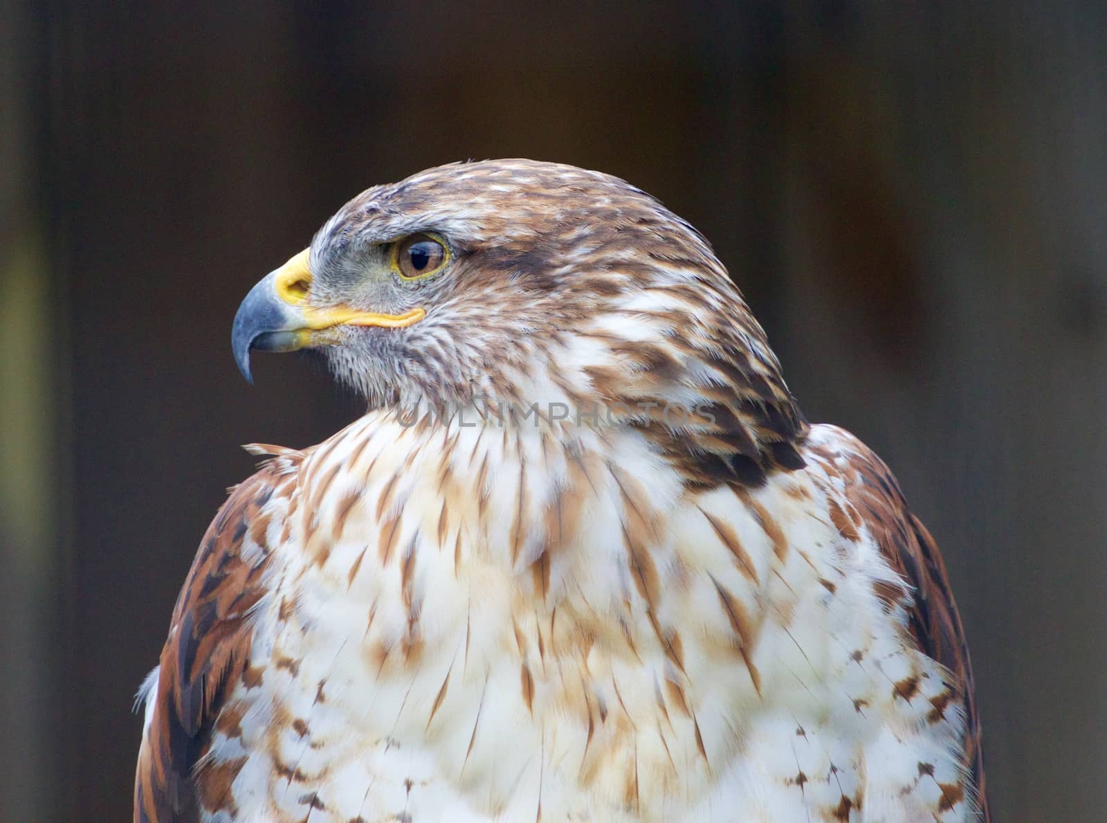 The close-up of a Ferruginous Hawk by teo